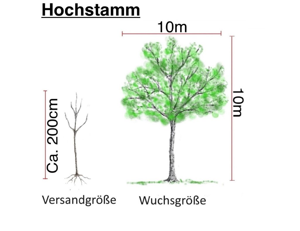 Bio-Apfelbäume - Hochstamm 4 Jährig auf Bittenfelder Sämling veredelt