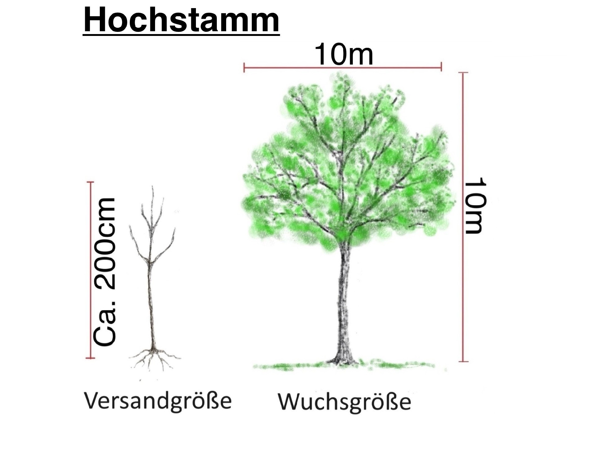 Bittenfelder Hochstamm 1