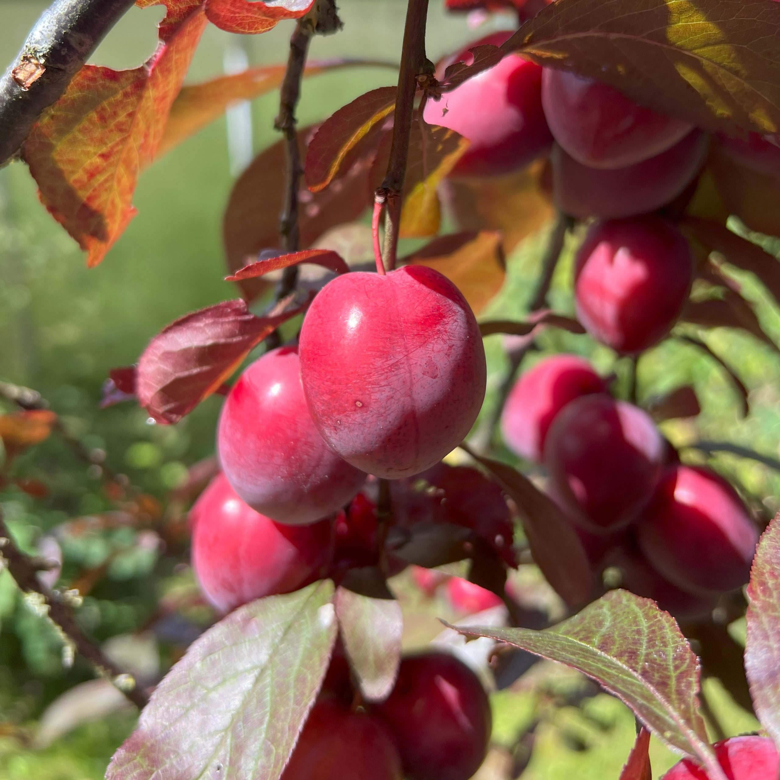 Blutpflaume 2024 (15)