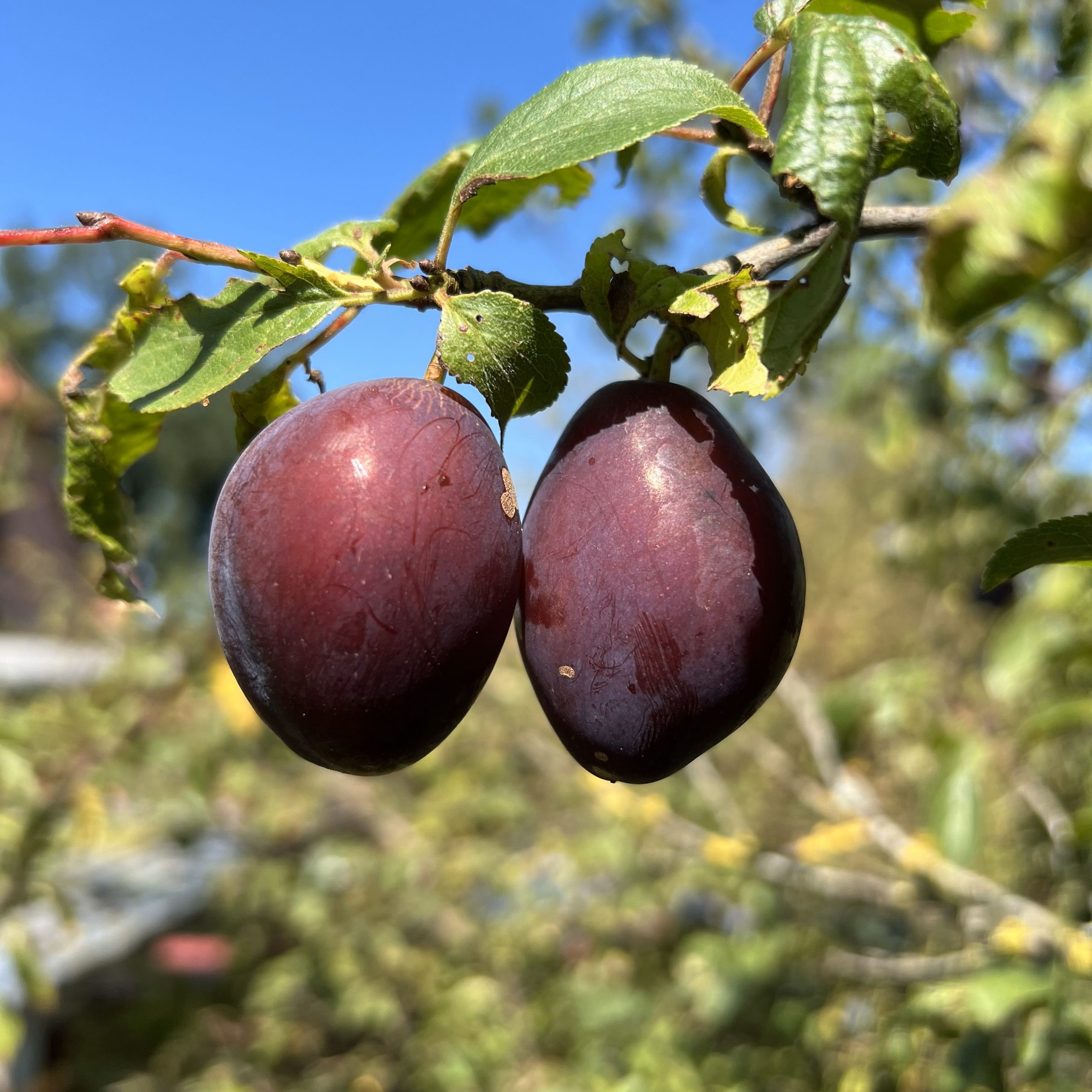 Hauszwetsche 2024 (5)