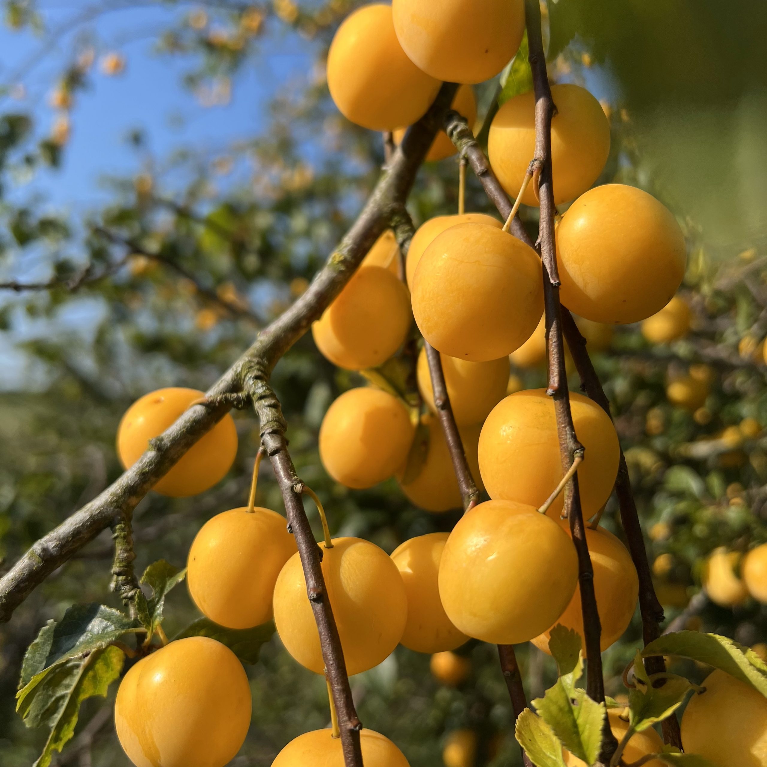 Kleine gelbe Mirabelle 2024 (32)