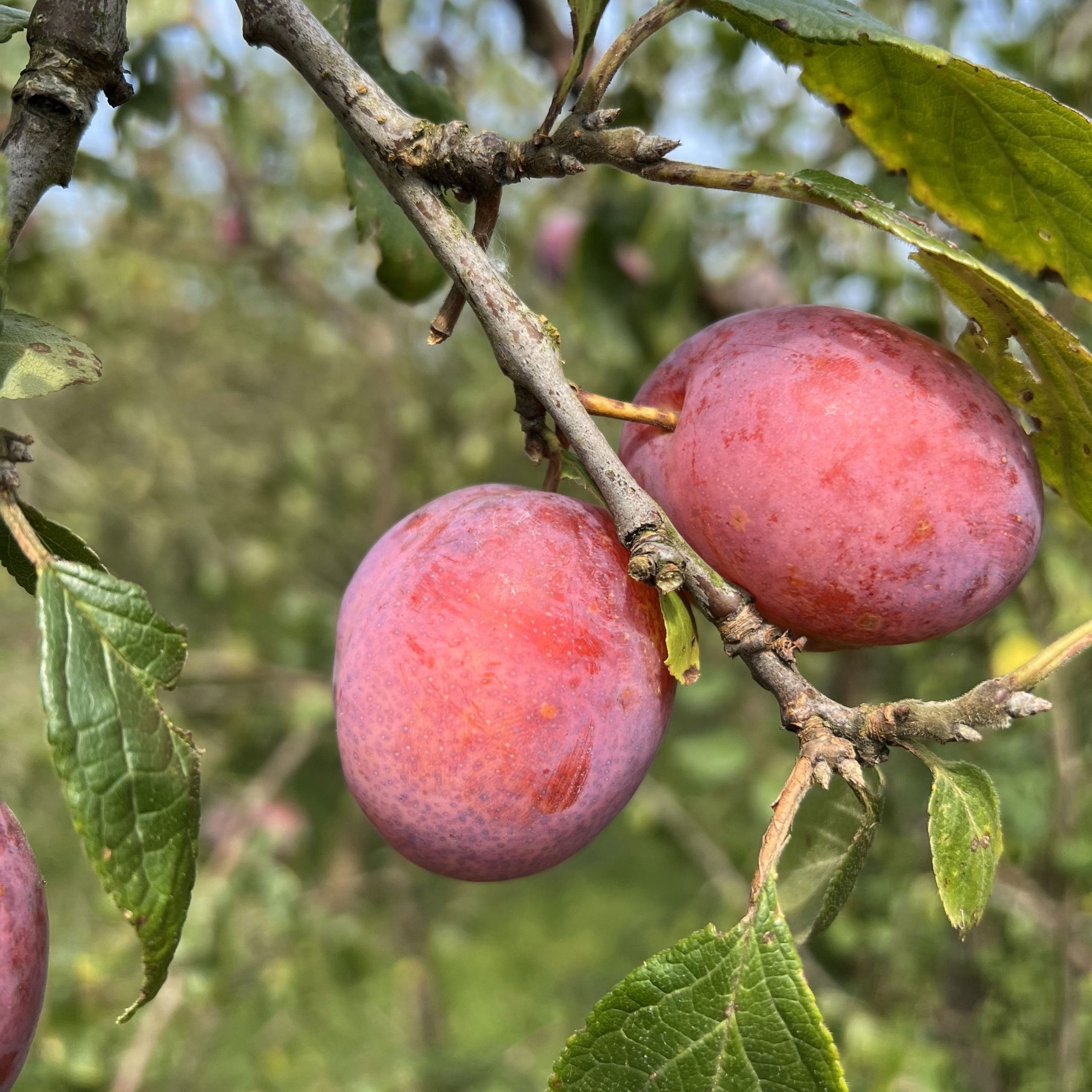 Königin Viktoria 2024 (5)