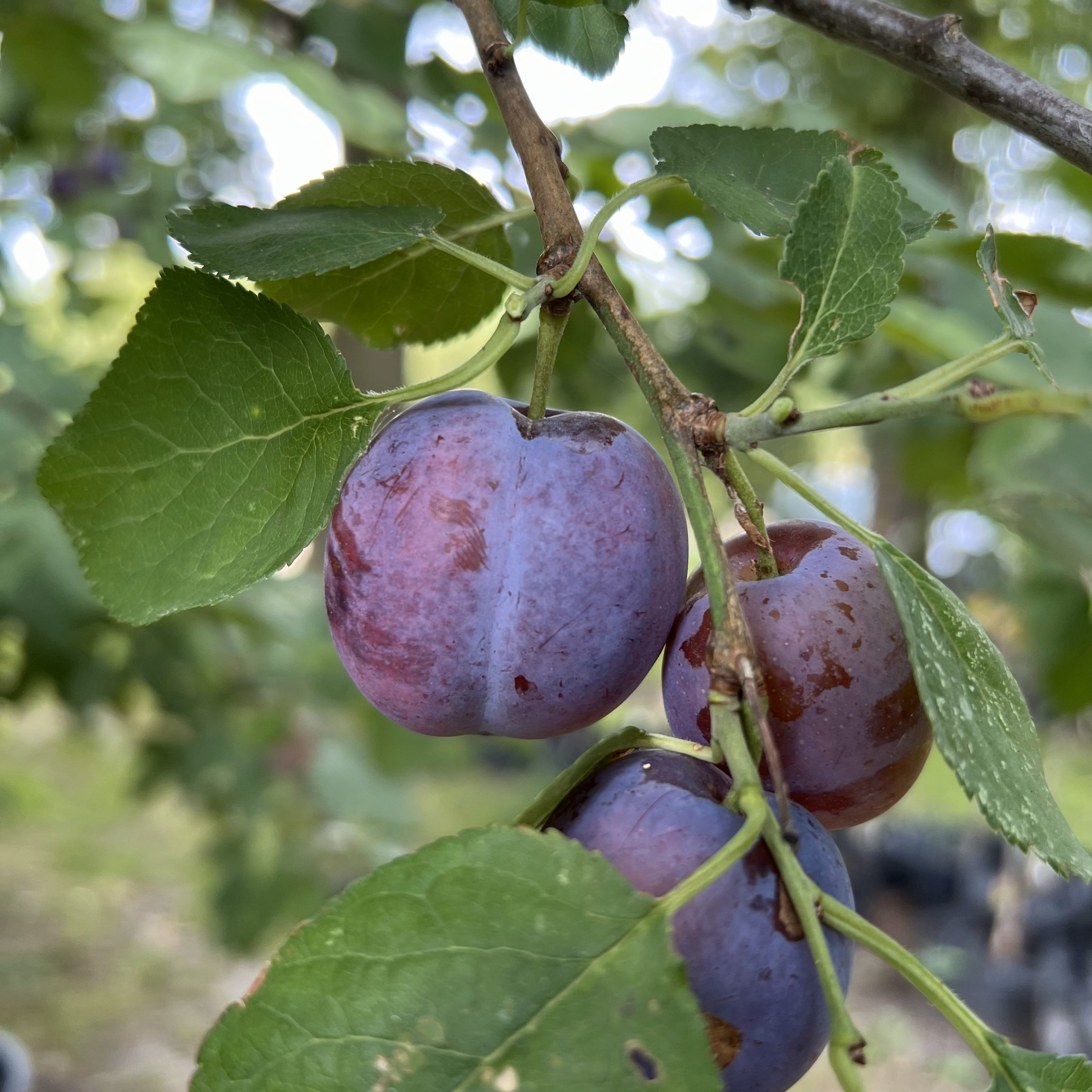 Magna Glauca 2024 (2)