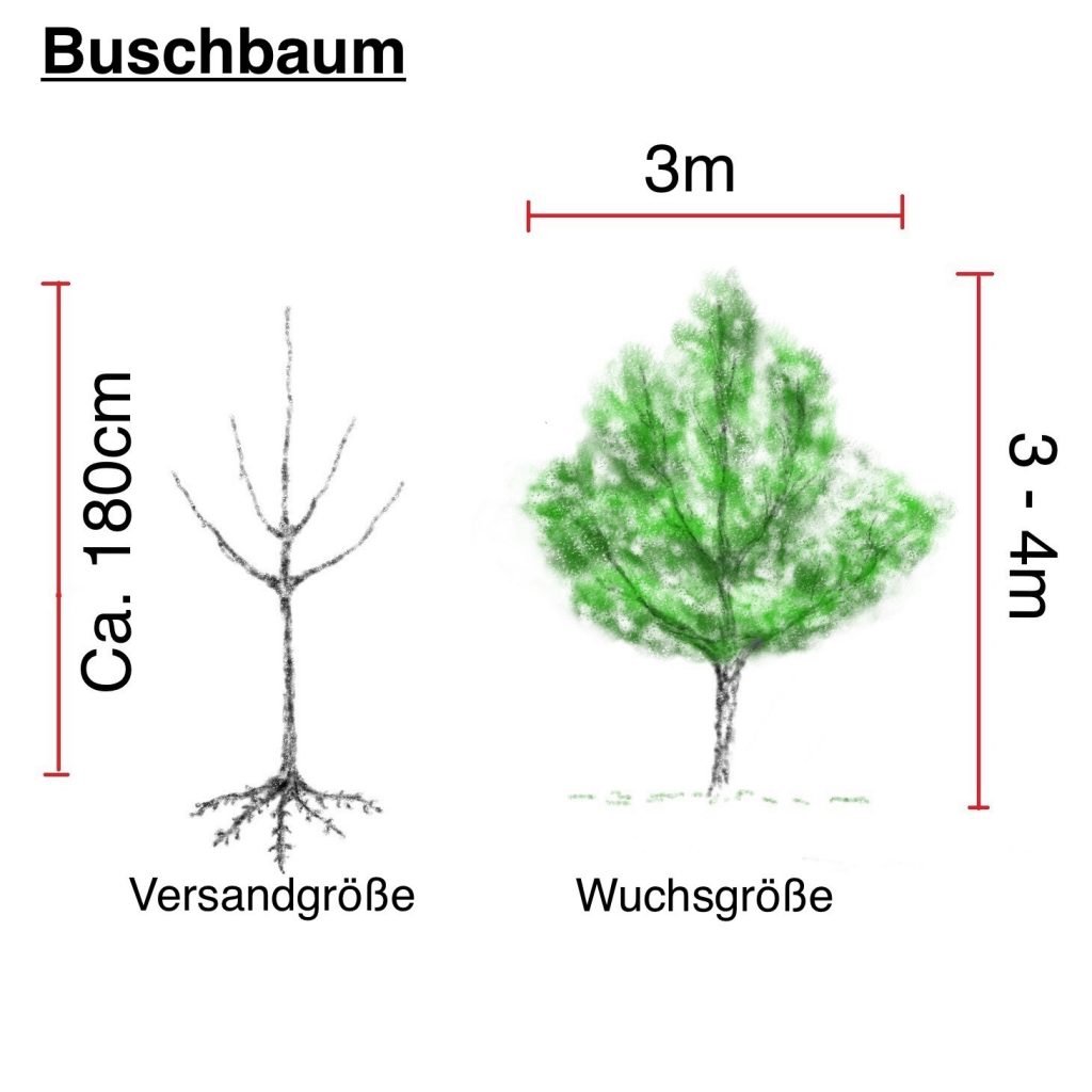 Bio-Apfelbäume - Buschbaum 4-Jährig auf MM106 veredelt, schwachwachsend