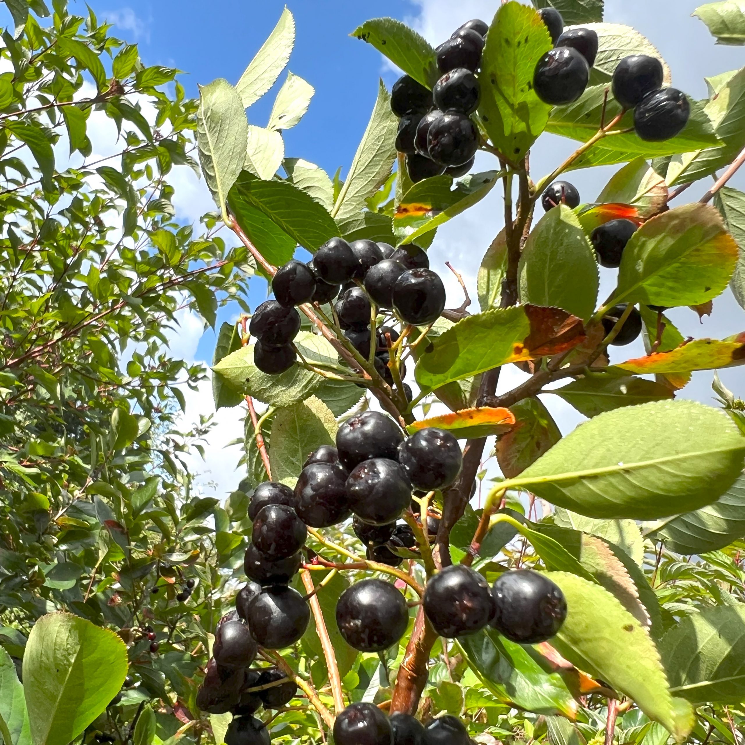 Aronia 1