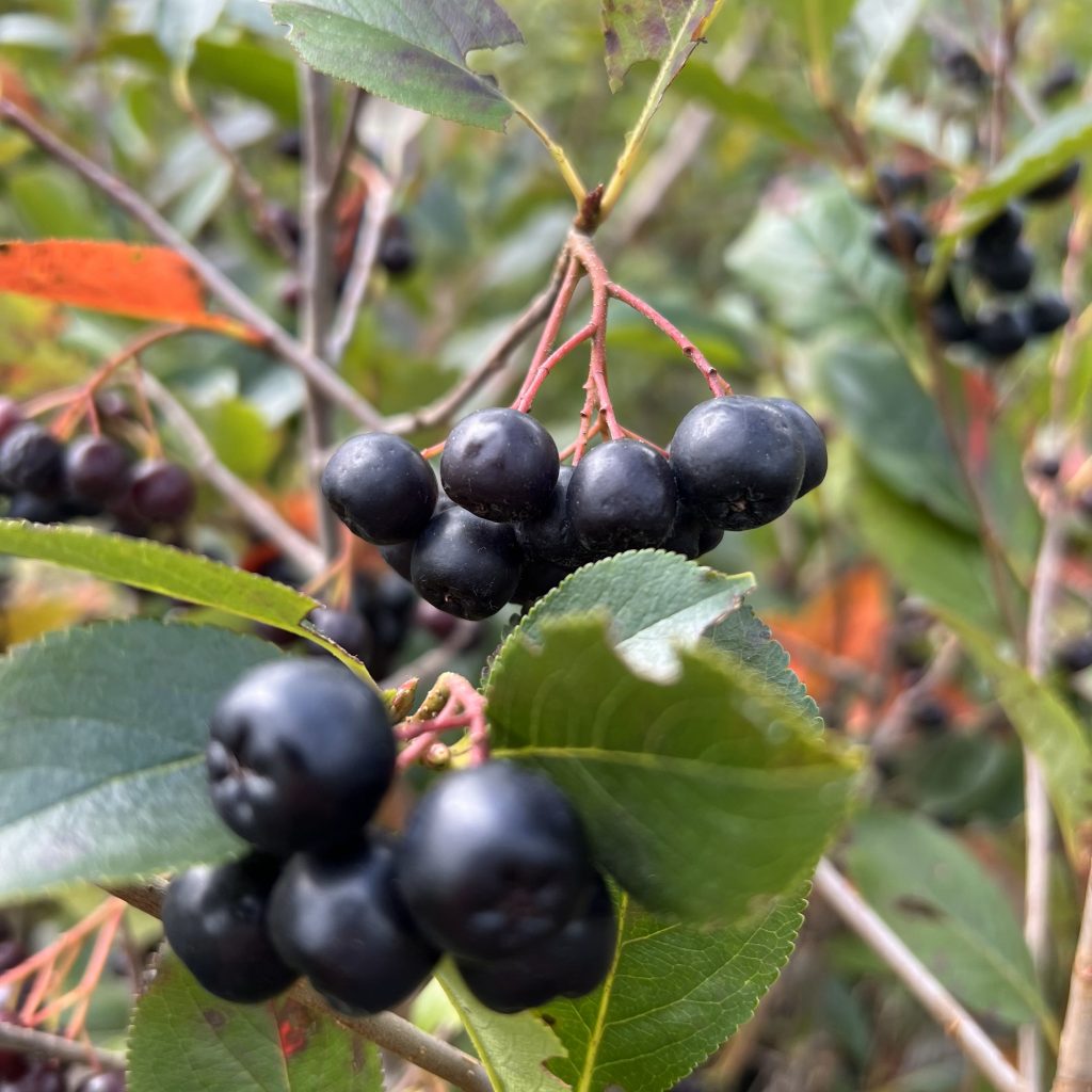 Bio-Apfelbeere (Aronia)