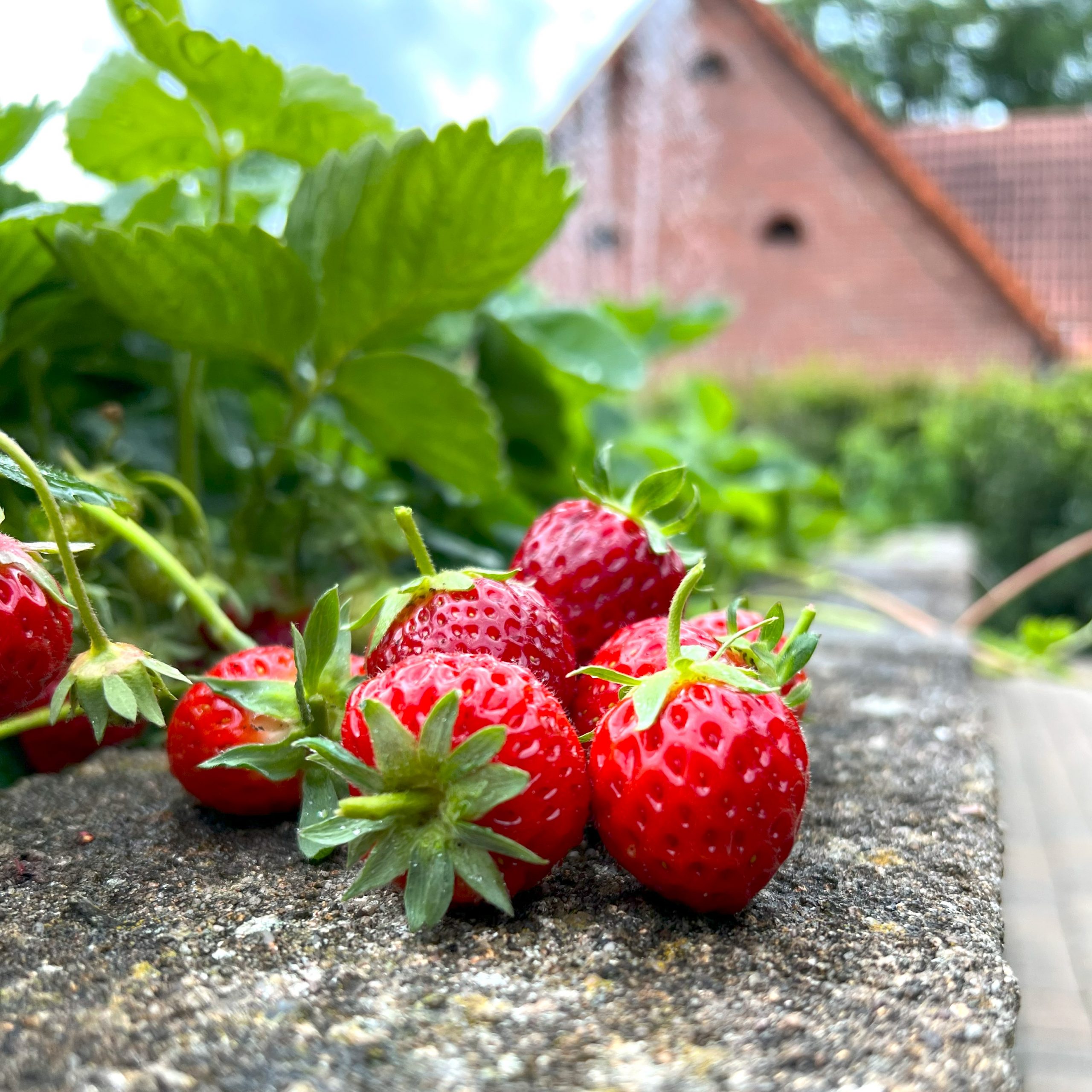 Erdbeere 4