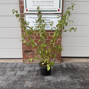 Bio-Kornelkirsche (Cornus mas L.)