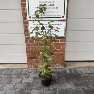 Kornelkirsche im Topf Oktober 2025 (9)