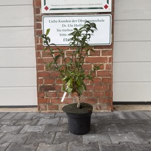 Bio-Mispel, veredelt (Mespilus germanica)