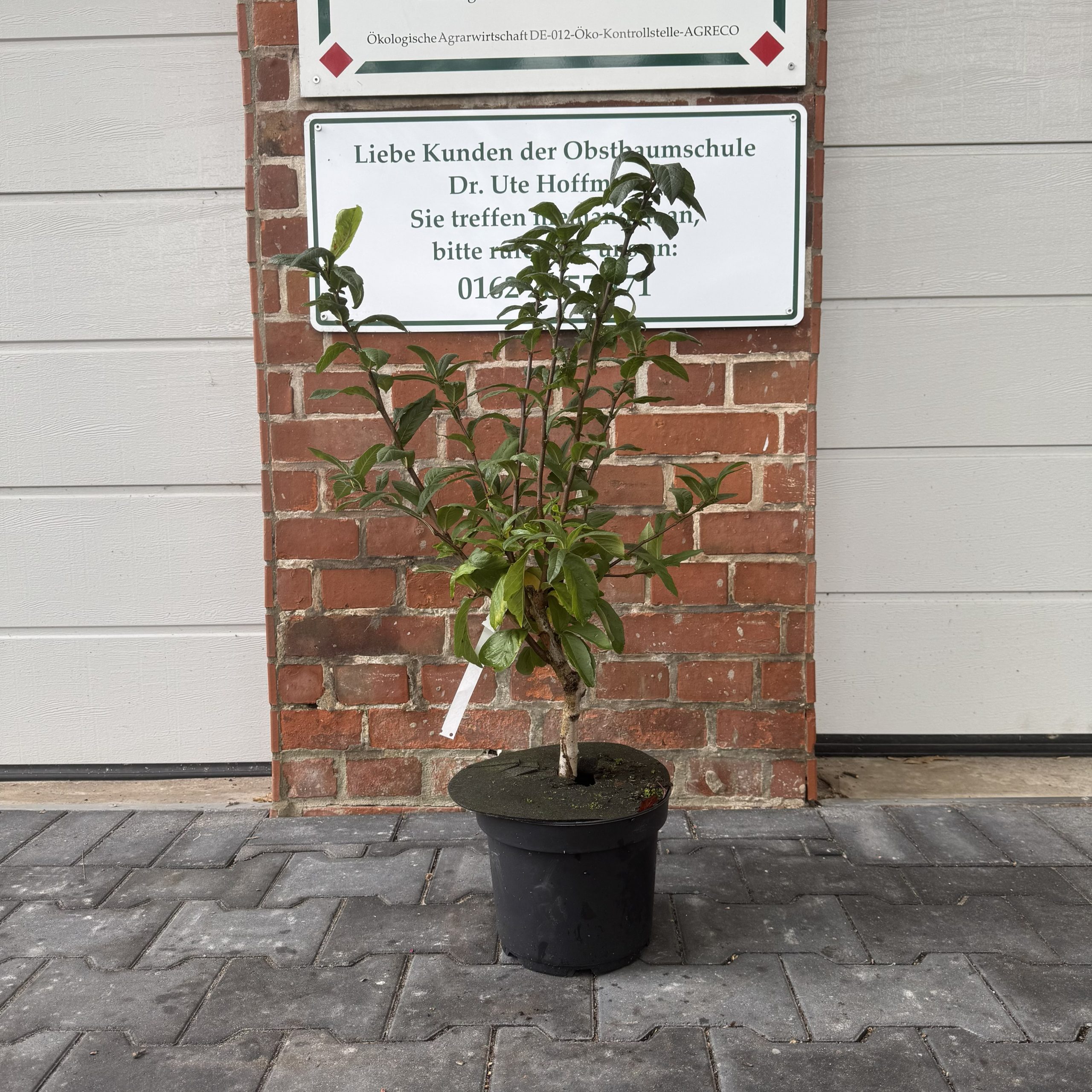 Mispel im Topf Oktober 2025 (2)
