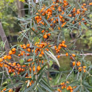 Bio-Sanddorn, Leikora, weiblich