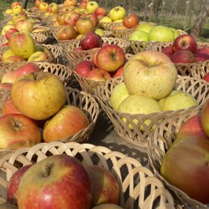 Sortenschau 2021 (35)