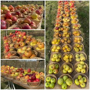 Frische Bio-Äpfel | Bio-Apfelfrüchte von historischen Sorten - Ernte 2026
