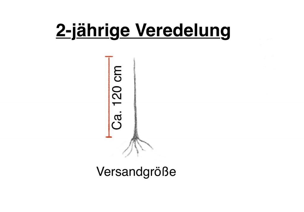 Bio-Apfelbäume - 2-jährig, unverzweigt auf Bittenfelder Sämling veredelt