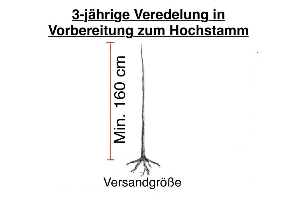 Bio-Apfelbäume - 3-Jährig, unverzweigt in Vorbereitung zum Hochstamm auf Bittenfelder Sämling veredelt
