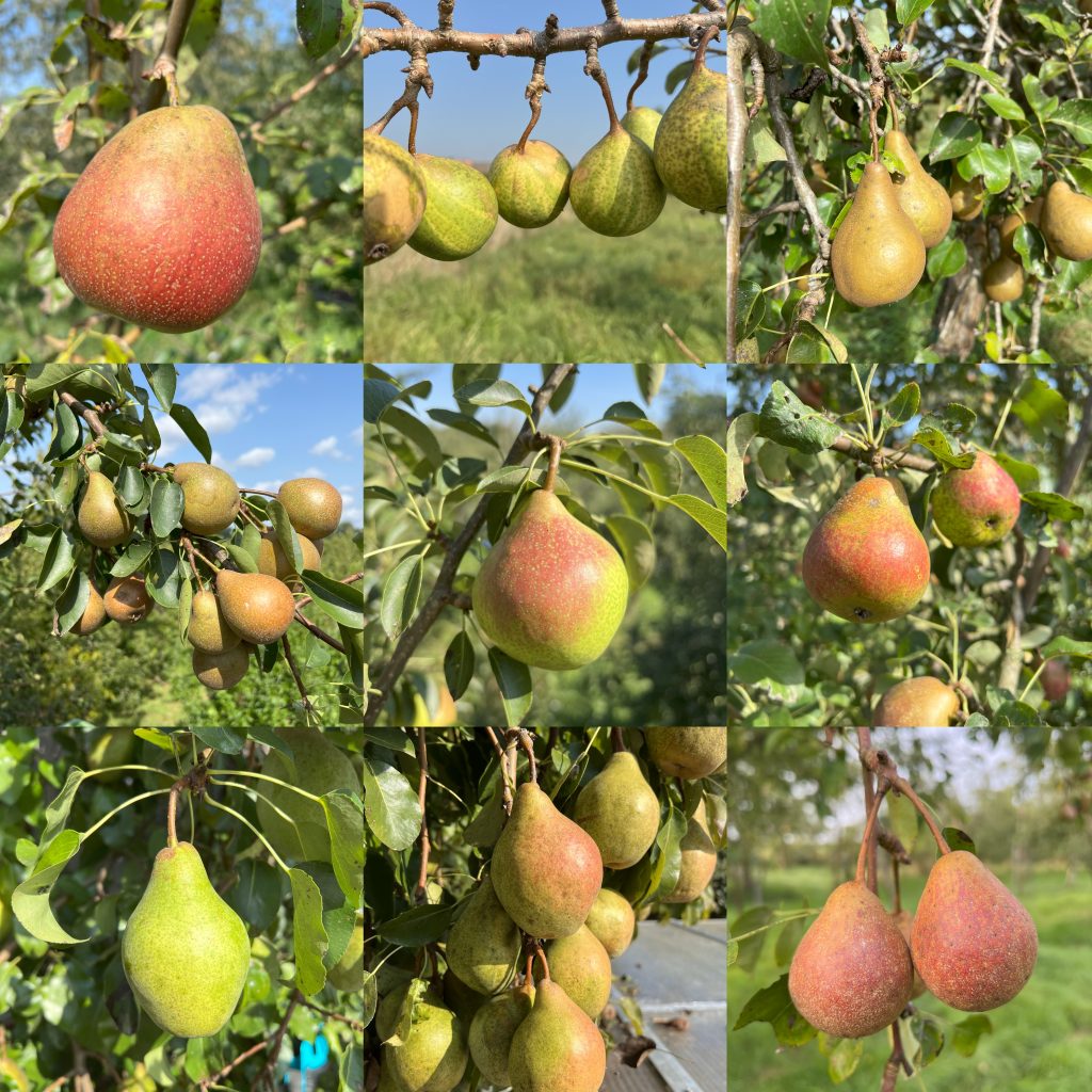 | Frische Bio-Birnen | Bio-Birnenfrüchte von historischen Sorten - Frisch geerntet!
