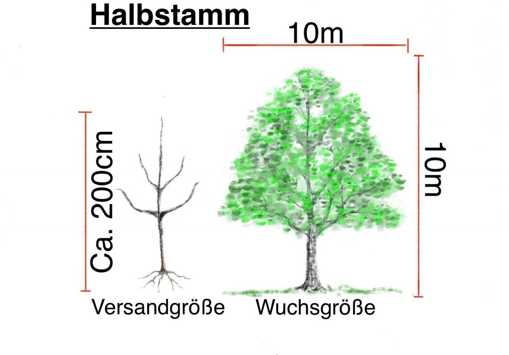 Bio-Apfelbäume - Halbstamm 4-Jährig auf Bittenfelder Sämling veredelt