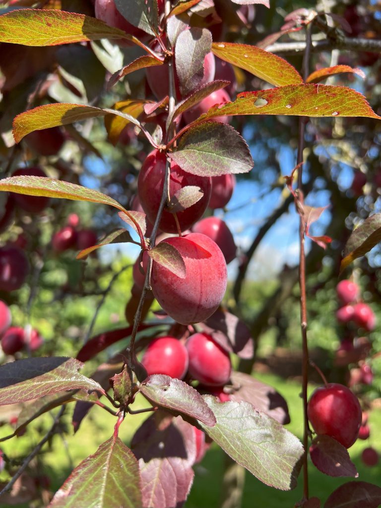 Bio-Pflaumen, Bio-Zwetschen, Bio-Renecloden, Bio-Mirabellen 4-Jährig Busch/Halbstamm/Hochstamm