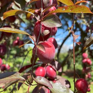 Bio-Pflaumen, Bio-Zwetschen, Bio-Renecloden, Bio-Mirabellen 4-Jährig Busch/Halbstamm/Hochstamm