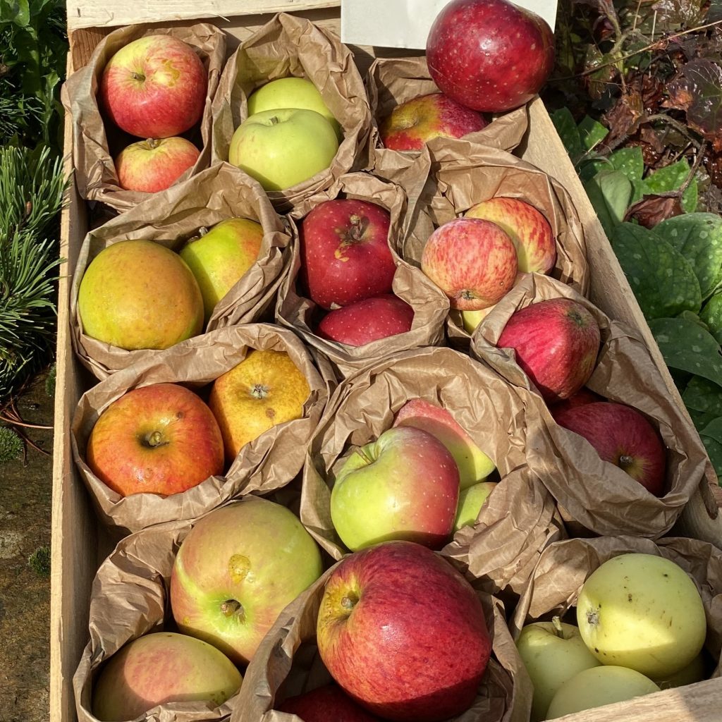 Bio-Apfel Probierpakete - vielfälltige Sortenmischung mit 12 Sorten | Probierbox