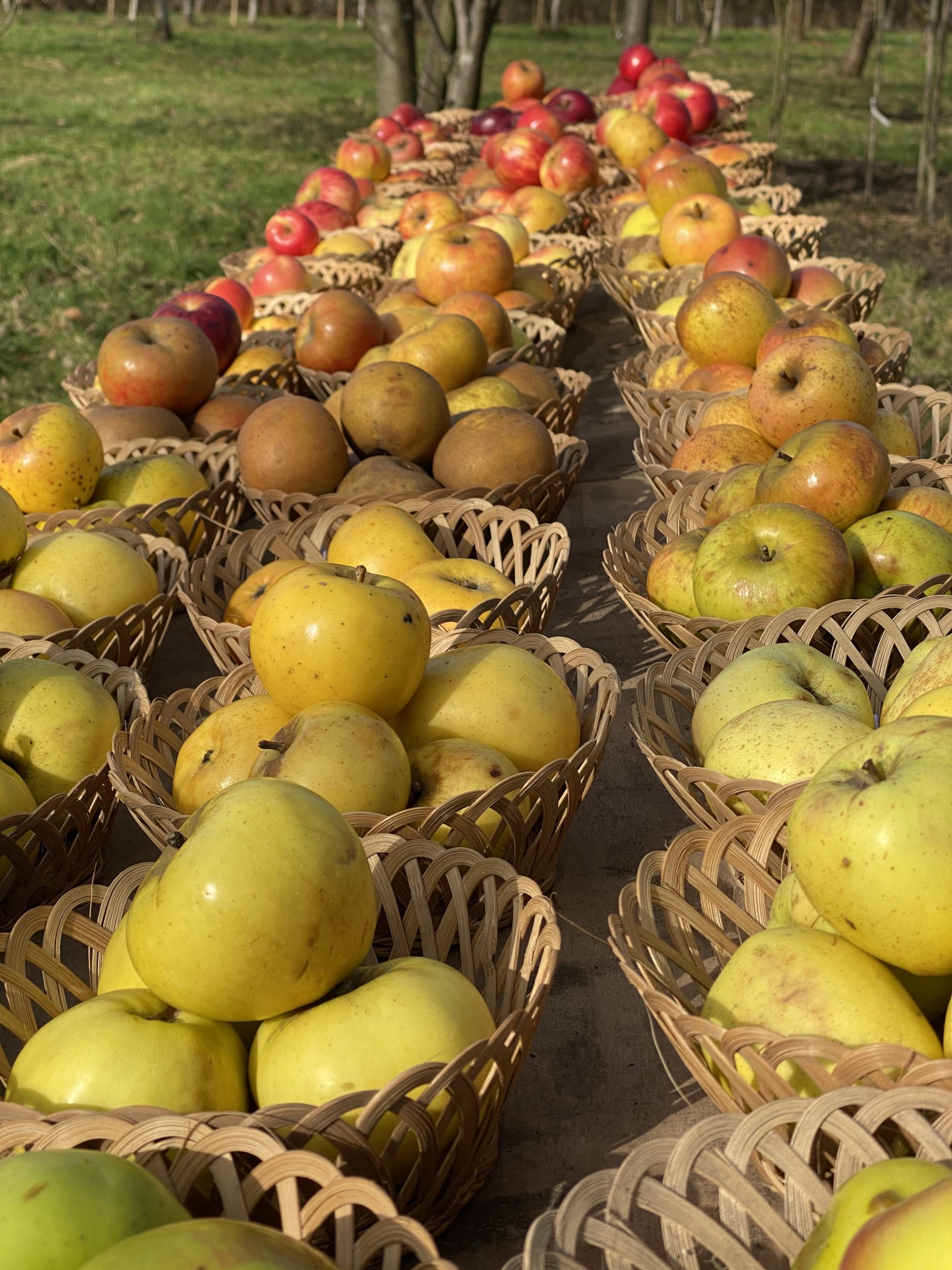 Sortenschau 2021 (45)