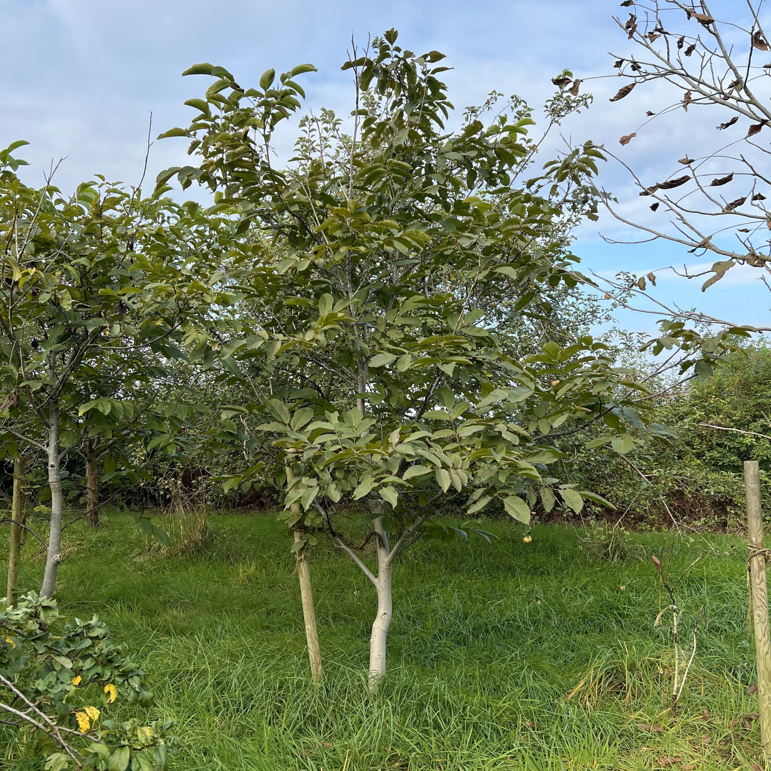 Walnußbaum 2024 (3)