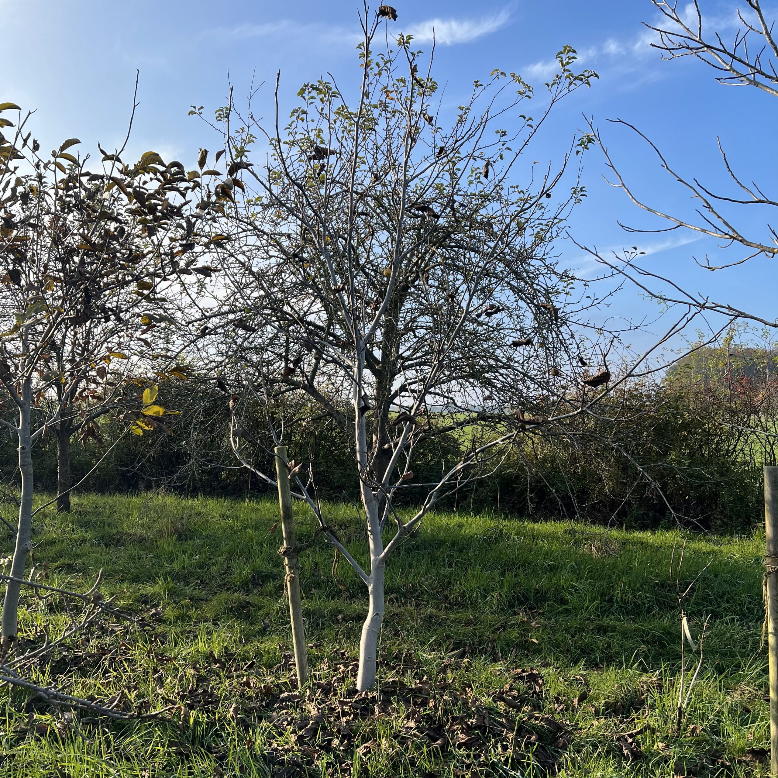 Walnussbaum Sämling 2024 (3)