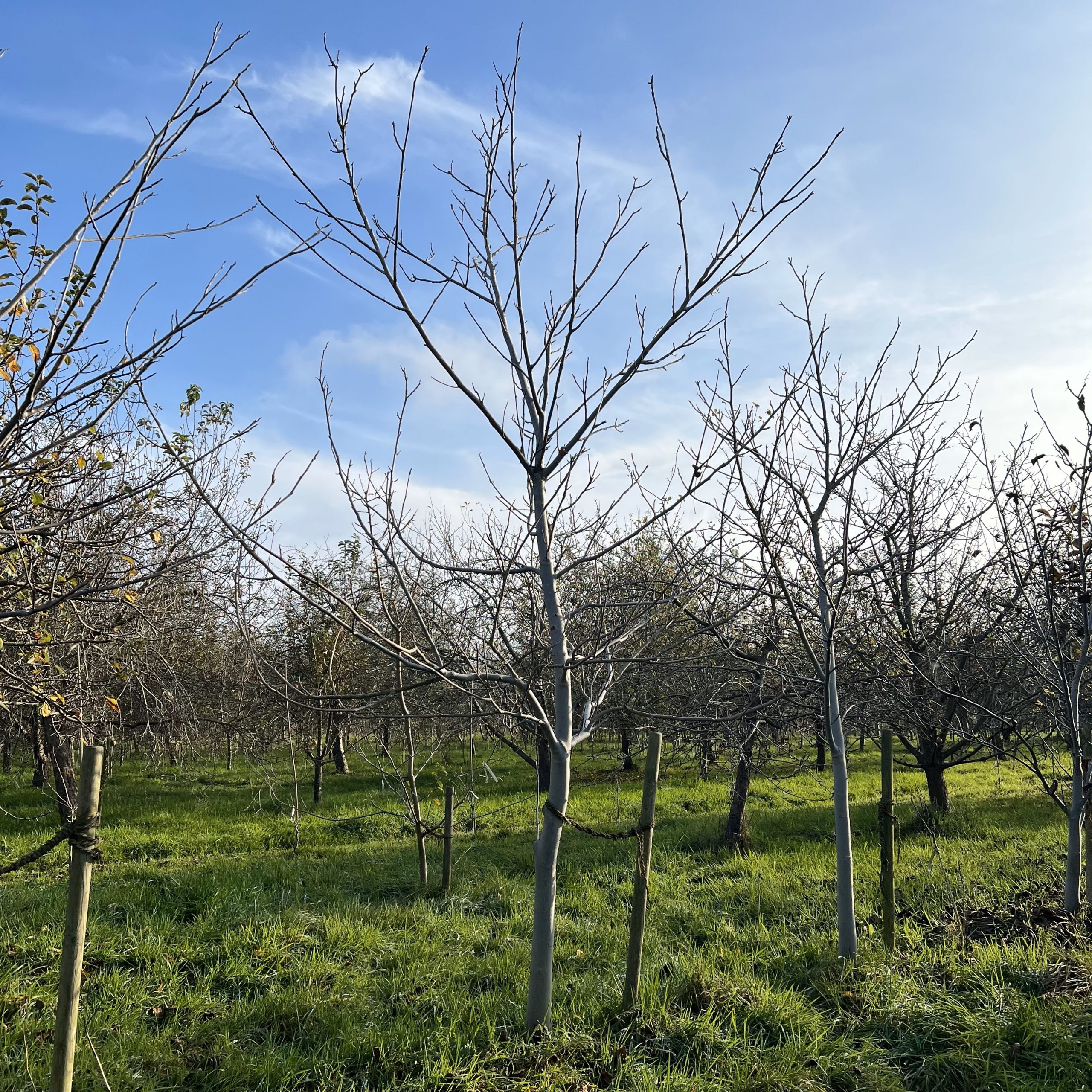 Walnussbaum Sämling 2024 (7)