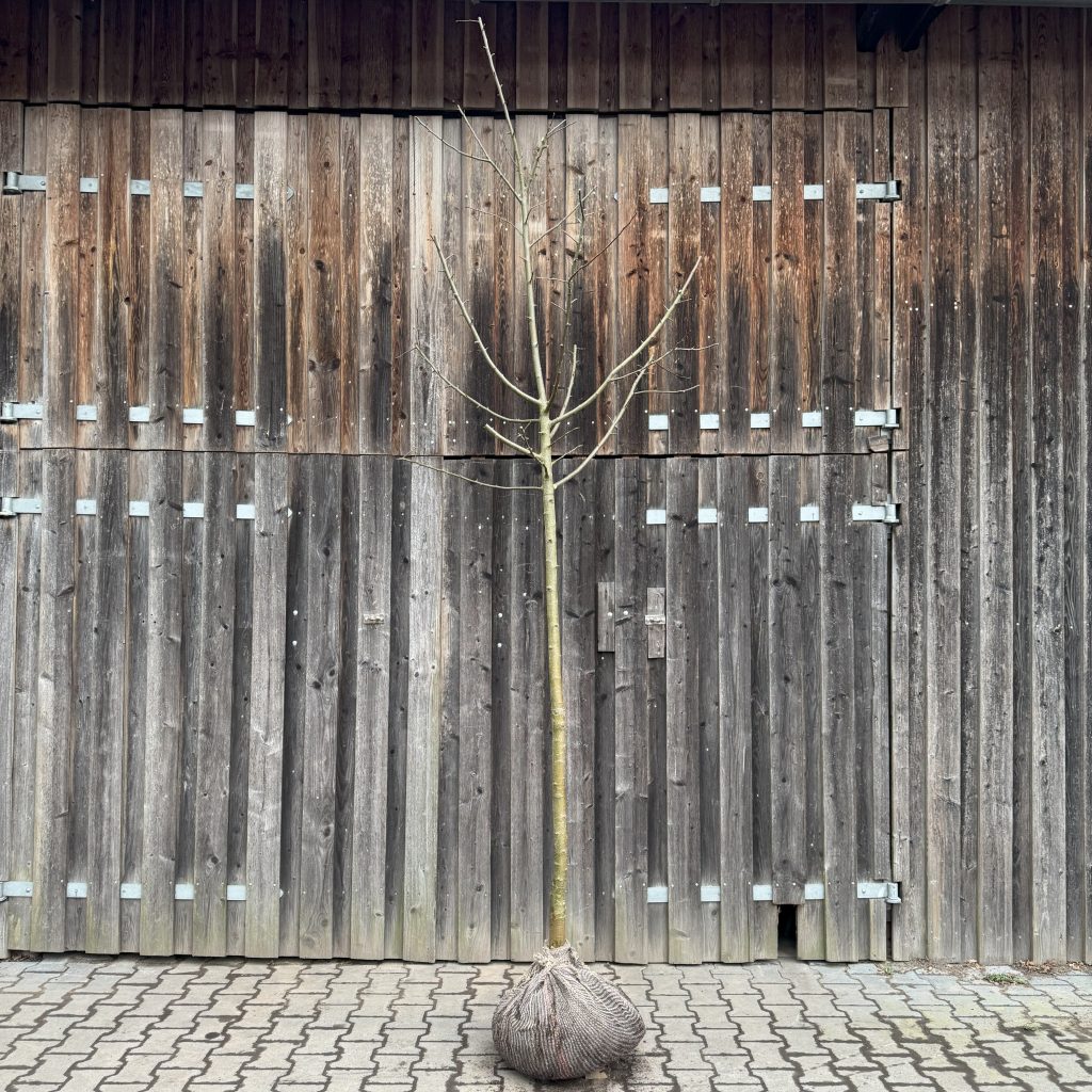 Bio-Apfelbaum - Hochstamm `Knebusch` 14-16 cm mit Ballen