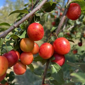 Bio-Kirschpflaumen - Rote Kirschpflaume in der 250g Schale l Allergiker geeignet