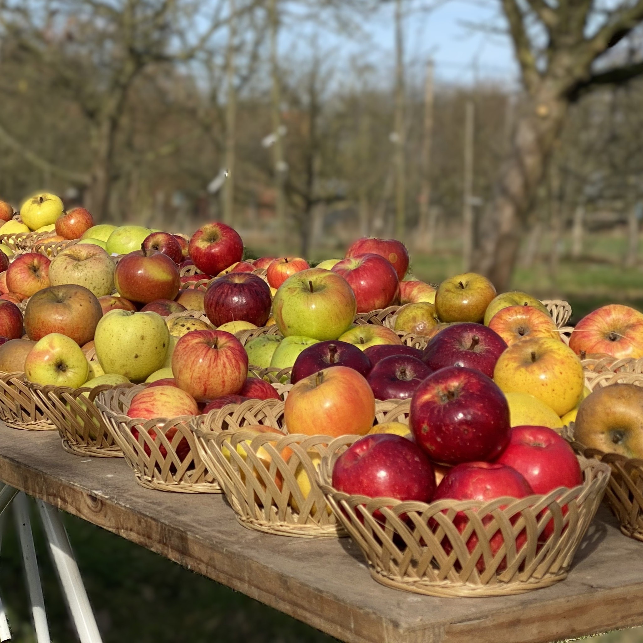 Sortenschau 2021 (22) Quadrat