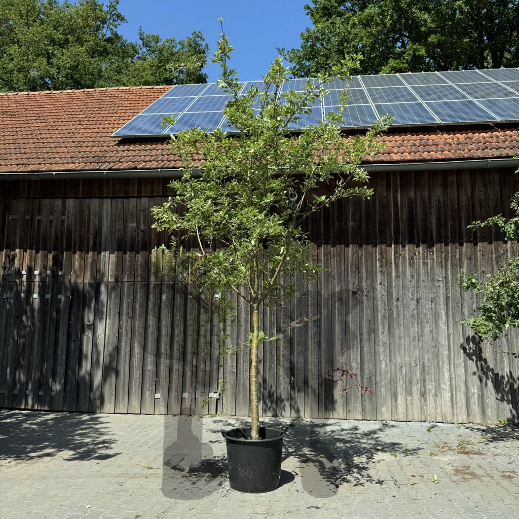 Bio-Apfelbaum - Hochstamm `Cox Orange` 25-30 cm Stammumfang mit Ballen